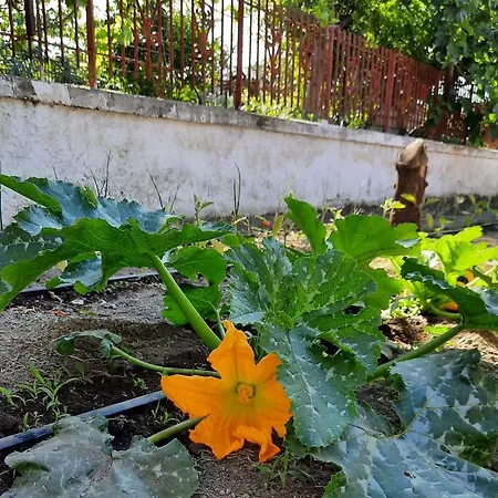 Bed and Breakfast Ioli Vesuvio Ερκολάνο