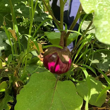 Ioli Vesuvio Bed & Breakfast 4*