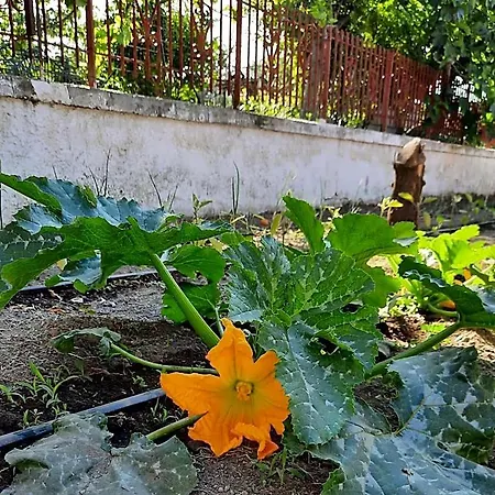 Ioli Vesuvio فندق مبيت وإفطار 4*